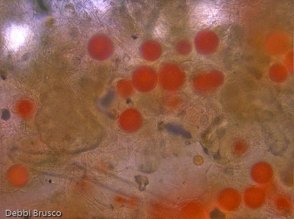 Specimen: Reddish-brown algae  /  Microscope: Leica DM500 